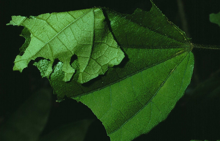 Fig. 5. Vista de la casa de <i>Carrhenes canescens</i>, (Hesperiidae), donde se oculta de los depredadores. Voucher: 84-SRNP-1662- DHJ8603.jpg.