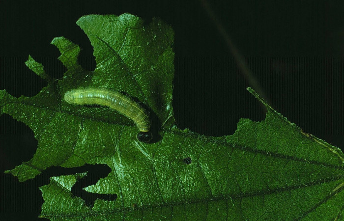 Fig. 2. Larva de <i>Carrhenes canescens</i>, (Hesperiidae), posada sobre su planta hospedera <i>Malvaviscus arboreus</i> (Malvaceae). Voucher: 84-SRNP-1662-DHJ8605.jpg.