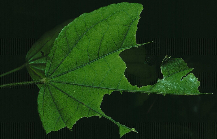 Fig. 3. Vista de una hoja de la planta hospedera de <i>Carrhenes canescens</i>, (Hesperiidae), la larva se alimenta bordeando la nervadura de la hoja. Voucher: 84-SRNP-1662-DHJ8611.jpg.