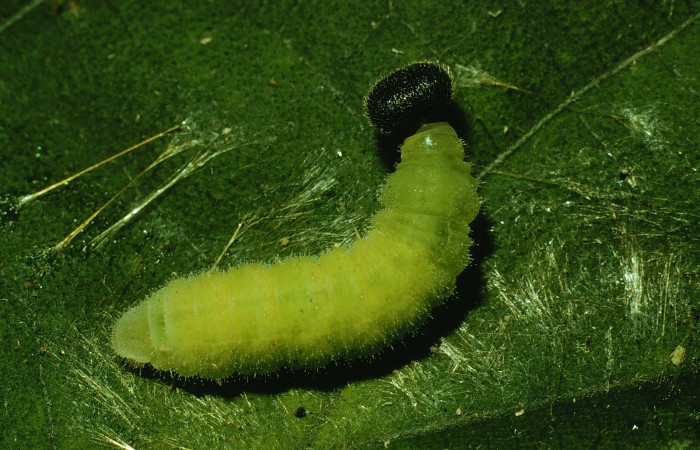 Fig.7 . Larva <i>Carrhenes canescens</i>, (Hesperiidae) en último estadio en proceso de prepupa. Vista dorsal. Voucher: 93- SRNP-6911-DHJ26615.jpg.