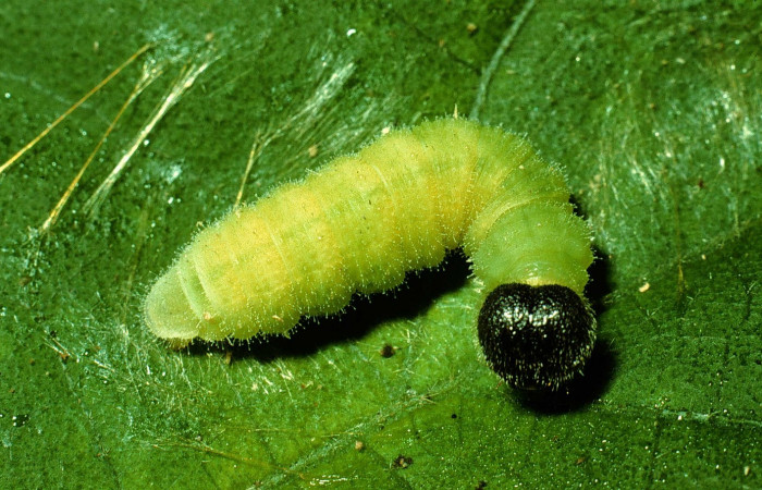 Fig. 8. Larva <i>Carrhenes canescens</i>, (Hesperiidae) en último estadio en proceso de prepupa. Vista dorsal y de la cabeza. Voucher: 93-SRNP-6911-DHJ26616.jpg.