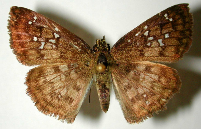 Fig. 15. Vista dorsal de hembra adulto de <i>Carrhenes canescens</i>, (Hesperiidae). Voucher: 93-SRNP-7595-DHJ32876.jpg.