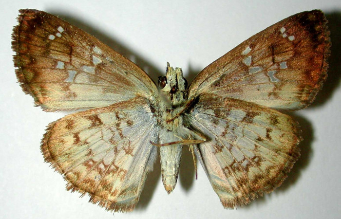 Fig. 16. Vista ventral de hembra adulto de <i>Carrhenes canescens</i>, (Hesperiidae). Voucher: 93-SRNP-7595-DHJ32877.jpg.