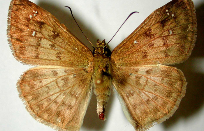 Fig. 13. Vista dorsal de macho adulto de <i>Carrhenes canescens</i>, (Hesperiidae). Voucher: 94-SRNP-572-DHJ32874.jpg.