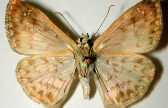 Fig. 14. Vista ventral de macho adulto de <i>Carrhenes canescens</i>, (Hesperiidae). Voucher: 94-SRNP-572-DHJ32875.jpg.