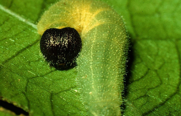Fig. 6. Larva de <i>Carrhenes canescens</i>, (Hesperiidae), en último estadio, se nota la cabeza que asemeja un corazón. Voucher: 97-SRNP-1443-DHJ41490.jpg.