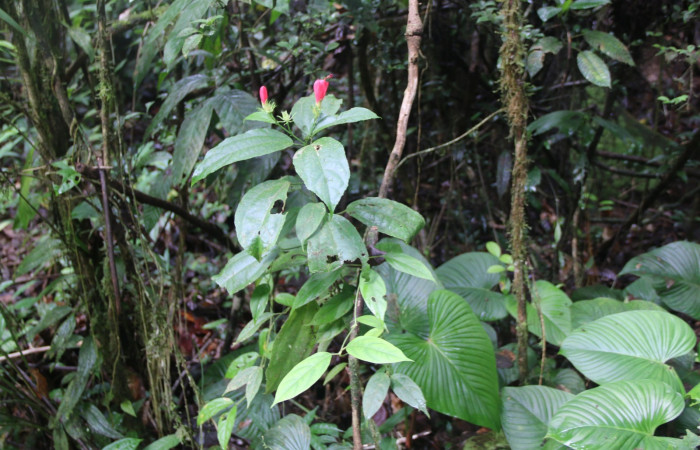Fig. 18. Planta hospedera de <i>Carrhenes canescens</i>, (Hesperiidae). <i>Malvaviscus arboreus</i>, (Malvaceae). Se muestra la planta entre la vegetación. Foto tomada por el Paratáxonomo Minor Carmona. Estación Biológica Wege. Dic 2021