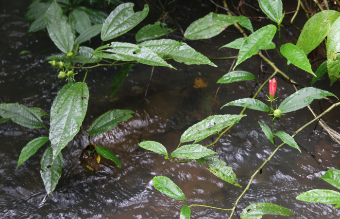 Fig. 19. Planta hospedera de <i>Carrhenes canescens</i>, (Hesperiidae). <i>Malvaviscus arboreus</i>, (Malvaceae). Se muestra la planta adentro del agua en un riachuelo. Foto tomada por el Paratáxonomo Minor Carmona. Estación Biológica Wege. Dic 2021