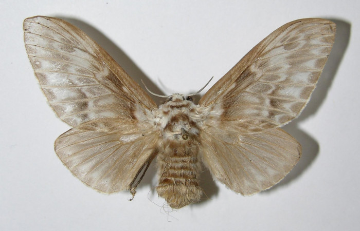 Figura 6. Adulto hembra de <i>Podalia</i> orsilochaDHJ02  (Megalopigydae), vista dorsal. Voucher 04-SRNP-34220-DHJ335466