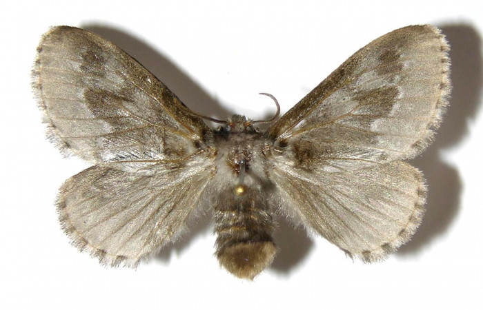 Figura 7. Adulto hembra de <i>Podalia contigua</i>  (Megalopigydae), vista dorsal. Voucher 05-SRNP-3910-DHJ329842.jpg.