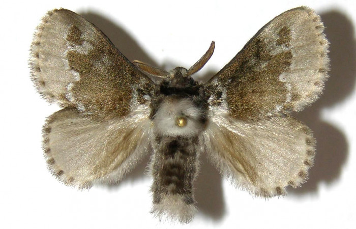 Figura 1. <i>Podalia contigua</i> (Megalopigydae), posición ventral. Voucher 05-SRNP-3926-DHJ329836.jpg.
