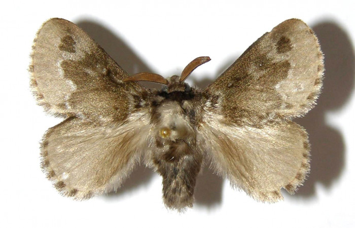 Figura 9. Adulto macho de <i>Podalia contigua</i>(Megalopigydae), vista dorsal. Voucher 98-SRNP-14831-DHJ329834.jpg.