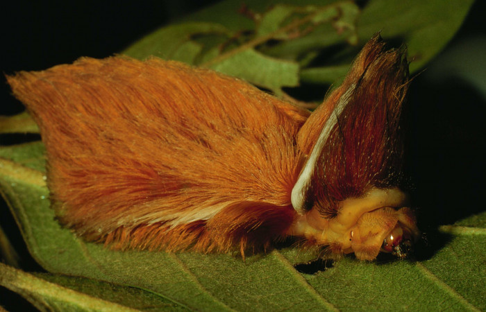 Figura 4. <i>Podalia orsilocha</i> (Megalopigydae) larva en último estadio, posición lateral. Voucher 93-SRNP-4784-DHJ26062.jpg.