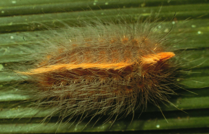 Figura 2. <i>Podalia contigua</i> (Megalopigydae), larva penúltimo estadio  posición dorsal. Sector San Cristóbal, Sendero Corredor. Voucher 98-SRNP-14838-DHJ47665.jpg.