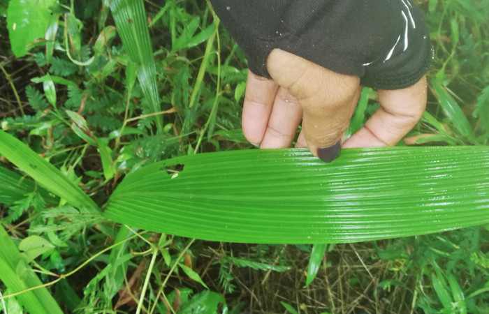 Figura 11. <i>Setaria paniculifera</i> (Poaceae) Planta hospedera de <i>Podalia contigua</i>  (Megalopigydae) Sector San Cristóbal.