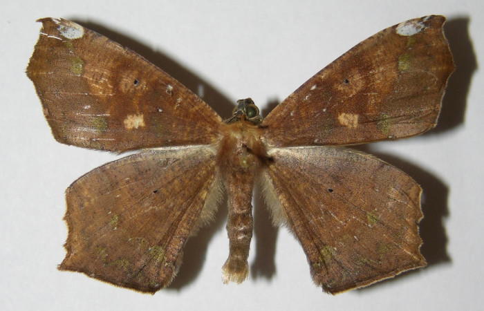 Figura 1. Adulto de <i>Paragonia cruraria</i> (macho), vista dorsal (00-SRNP-12937-DHJ324866)