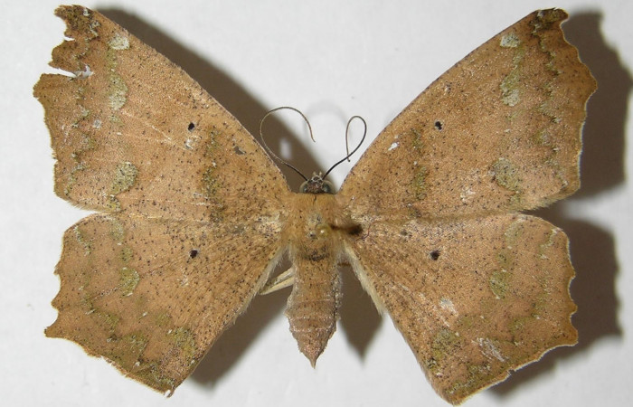 Figura 3. Adulto de <i>Paragonia cruraria</i> (hembra), vista dorsal (03-SRNP-3478-DHJ324554)