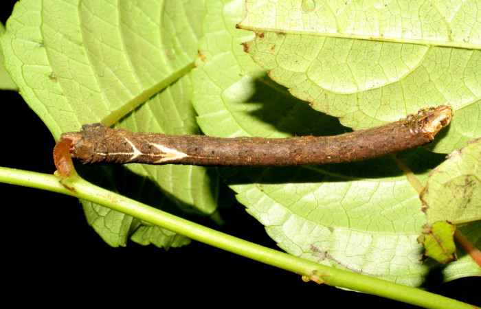 Figura 10. Larva <i>Paragonia</i> crurariaDHJ01, Geometridae, vista dorsal, en PU estadio .07-SRNP-2461-DHJ425799.jpg