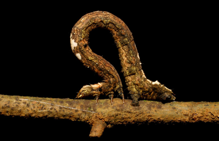 Figura 14 . Larva <i>Paragonia</i> crurariaDHJ02, Geometridae, vista lateral, en U estadio 07-SRNP-42015-DHJ427692.jpg 