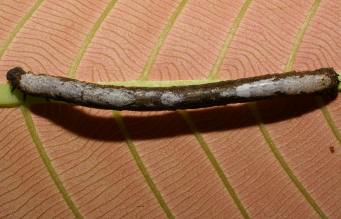 Figura 13 . Larva <i>Paragonia</i> crurariaDHJ02, Geometridae, vista dorsal, en PU estadio. 07-SRNP-42426-DHJ431005.jpg.