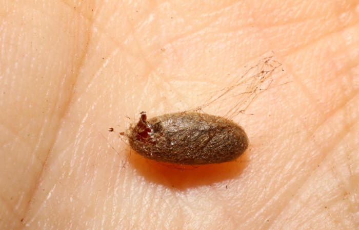 Figura 20.  Capullo de Ichneumonidae,  <i>Dusona</i> SD-909, parásito que ataca a la larva <i>Paragonia cruraria</i>. (08-SRNP-20417-DHJ469405).