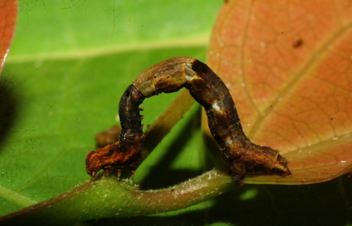 Figura 9. Larva <i>Paragonia</i> crurariaDHJ01, Geometridae, vista lateral, en PPU estadio. (08-SRNP-31328-DHJ440147)