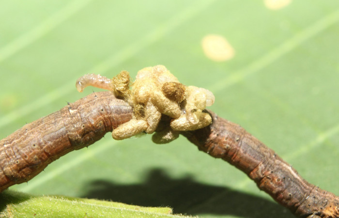 Figura 19.  Capullo de Braconidae,  <i>Glyptapanteles</i> Janzen3470, parásito que ataca a la larva <i>Paragonia cruraria</i>. (17-SRNP-71348-DHJ738217).