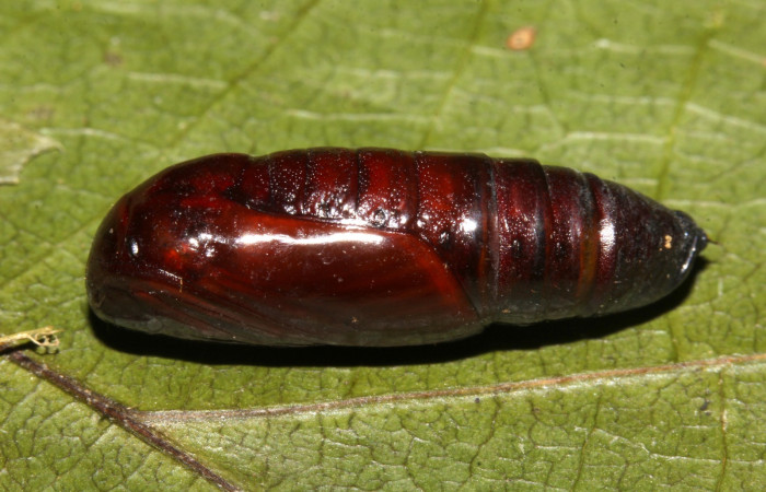 Figura 17. pupa de <i>Paragonia</i> cruraria, Geometridae, vista lateral. (19-SRNP-30418-DHJ764155)