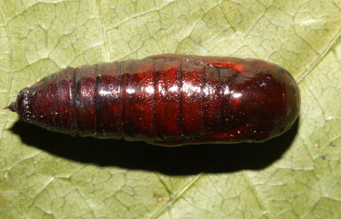 Figura 18. pupa de <i>Paragonia</i> cruraria, Geometridae, vista dorsal. (19-SRNP-30418-DHJ764156)