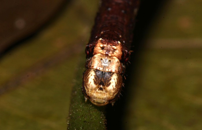 Figura 8. Larva <i>Paragonia cruraria</i>, Geometridae, vista  de cabeza. (19-SRNP-30932-DHJ765262)