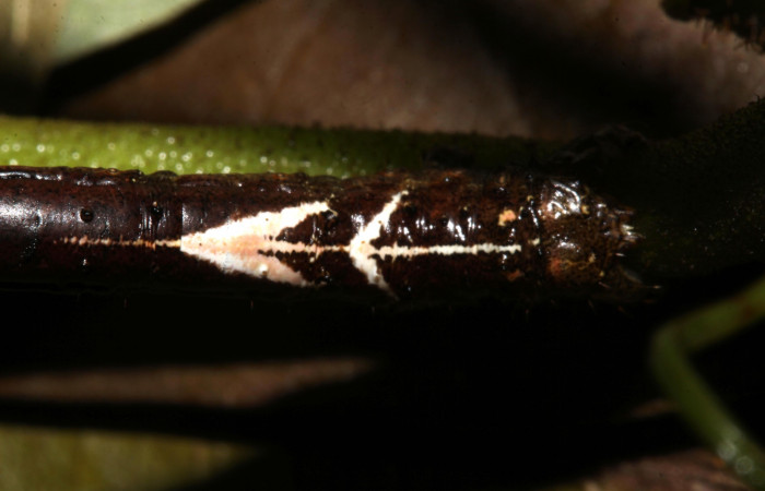 Figura 7. Larva <i>Paragonia cruraria</i>, Geometridae, vista dorsal trasera. (19-SRNP-30932-DHJ765264)