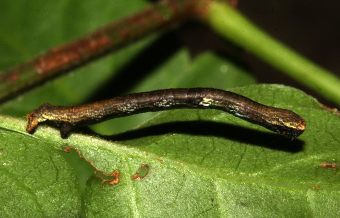 Figura 5. Larva <i>Paragonia cruraria</i>, Geometridae, vista lateral. (19-SRNP-31547-DHJ766585)