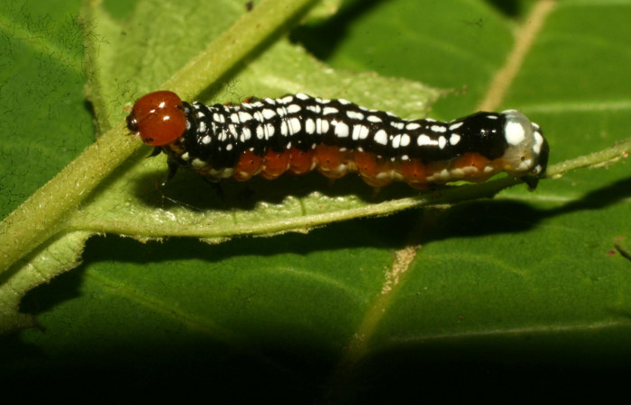 Figura 4. Larva <i>Schidax</i> Janzen02 (Uraniidae), último estadío (U) vista lateral, localidad Sendero Suspiro Estación Biológica Quica, Sector Pitilla ACG (439m). Voucher: 10-SRNP-71125-DHJ474668.jpg.