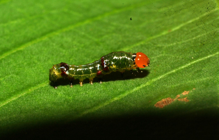 Figura 3. Larva <i>Schidax</i> Janzen02 (Uraniidae), penúltimo estadío (PU) vista lateral, localidad Quebradona Estación Biológica Quica, Sector Pitilla ACG (475m). Voucher: 11-SRNP-70260-DHJ483666.jpg.