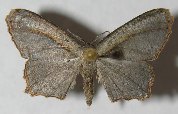 Figura 1. Adulto de <i>Schidax</i> Janzen02 (Uraniidae), vista dorsal, localidad Bullas Estación Biológica Quica, Sector Pitilla ACG (440m). Voucher: 12-SRNP-71142-DHJ565088.jpg.