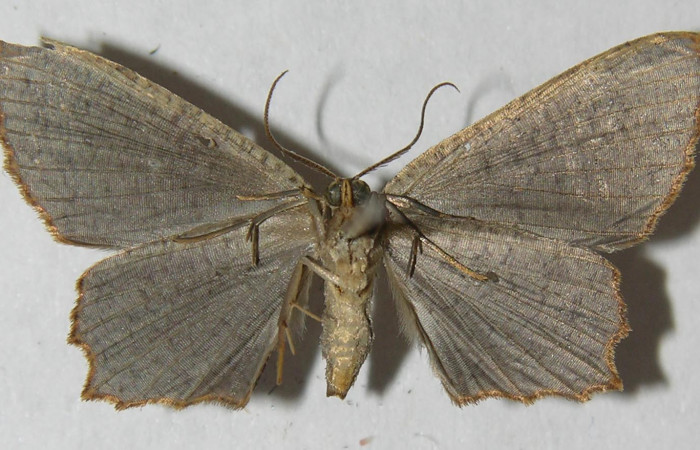 Figura 8. Adulto de <i>Schidax</i> Janzen02 (Uraniidae), vista ventral, localidad Bullas Estación Biológica Quica, Sector Pitilla ACG (440m). Voucher: 12-SRNP-71143-DHJ565093.jpg.