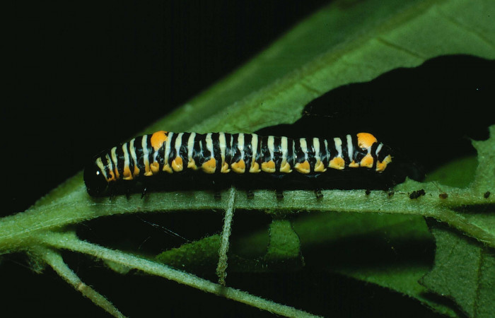 Figura 9. Larva <i>Schidax</i> squamariaDHJ06 (Uraniidae), último estadío (U) vista lateral, localidad Bosque San Emilio, Sector Santa Rosa ACG (300m). Voucher: 87-SRNP-650-DHJ9964.jpg.