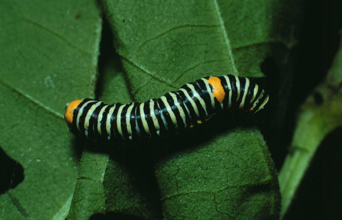 Figura 10. Larva <i>Schidax</i> squamariaDHJ06 (Uraniidae), último estadío (U) vista dorsal, localidad Bosque San Emilio, Sector Santa Rosa ACG (300m). Voucher: 87-SRNP-650-DHJ9965.jpg.