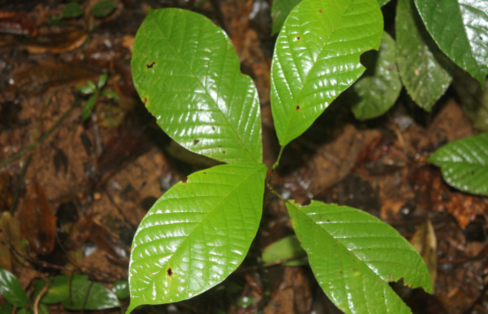 Figura 13. Planta hospedera de <i>Schidax</i> Janzen02 (Uraniidae), esta planta se llama <i>Distectella magnoliifolia</i> (Bignoniaceae), localidad Quebradona Estación Biológica Quica, Sector Pitilla ACG (475m), foto: Ricardo Calero 04 Enero 2022.