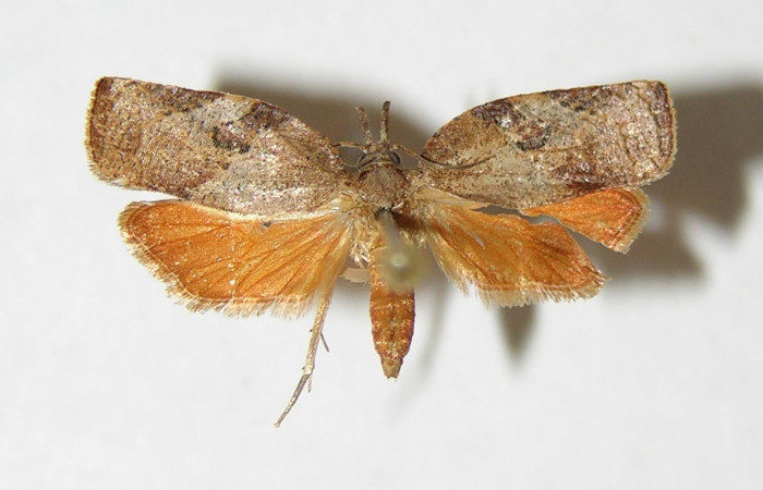 Figura 12. Adulto (hembra) <i>Platynota subargentea</i> (Tortricidae). (01-SRNP-12361- DHJ339164).