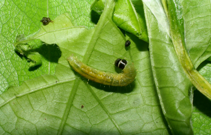 Figura 7. Detalle dorsal <i>Platynota subargentea</i> (Tortricidae). (06-SRNP-56045- DHJ417680).