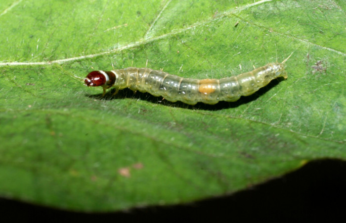 Figura 6. Detalle lateral <i>Platynota subargentea</i> (Tortricidae). (09-SRNP-55392-DHJ451879).