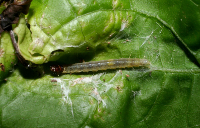 Figura 4. Detalle de refugio, <i>Platynota subargentea</i> (Tortricidae). (09-SRNP-55403- DHJ451890).