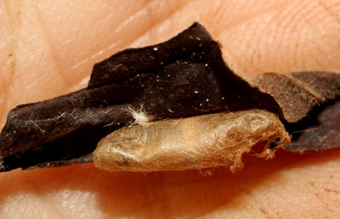 Figura 10. Detalle exuvia, <i>Platynota subargentea</i> (Tortricidae) y capullo de parásito <i>Phytodietus</i> lindusDHJ01, (Ichneumonidae). (10-SRNP-56480-DHJ800253).