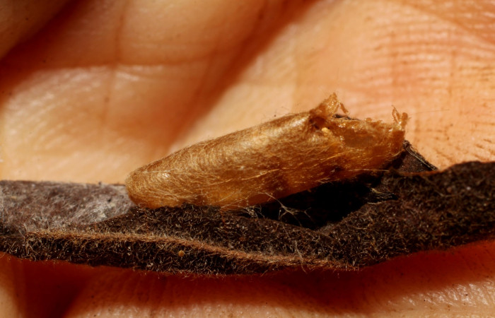 Figura 11. Detalle exuvia, <i>Platynota subargentea</i> (Tortricidae), y capullo de parásito <i>Phytodietus</i> lindusDHJ01, (Ichneumonidae). (10-SRNP-56480-DHJ800253).. (10-SRNP-56480-DHJ800254).