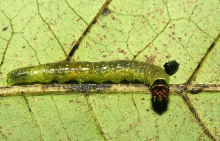 Figura 9. Detalle lateral <i>Platynota subargentea</i> (Tortricidae). (10-SRNP-7030-DHJ475877).