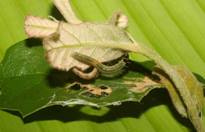 Figura 2. Detalle en sus primeros estadíos, <i>Platynota subargentea</i> (Tortricidae). (14-SRNP-56541-DHJ492243).