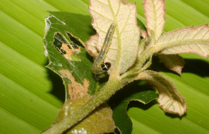 Figura 3. Detalle de alimentación, <i>Platynota subargentea</i> (Tortricidae). (14-SRNP-56541-DHJ492246).