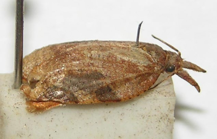 Figura 14. Adulto (macho), <i>Platynota subargentea</i> (Tortricidae). (98-SRNP-792-DHJ339166).