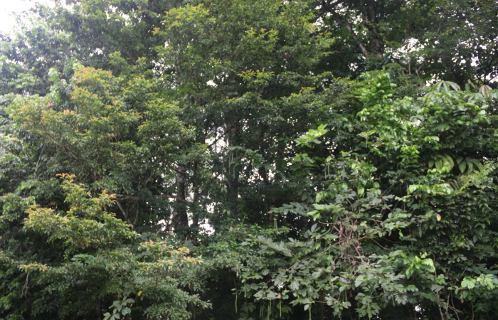 Fig 1. Planta hospedera <i>Manilkara chicle</i> (Sapotaceae), donde más se alimenta <i>Platynota subargentea</i> (Tortricidae). Foto, Minor Carmona, Sendero Aura Estación Biológica Wege, 17 de Nov 2021